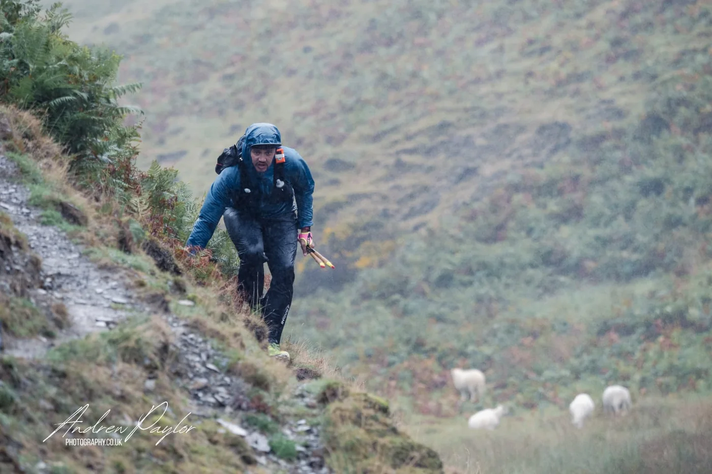 A runner climbing a steep hillside in heavy rain and low cloud, with sheep on the slope below
